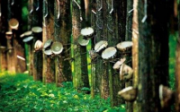 泰國商務部部長訪問多個國家助推天然橡膠出口