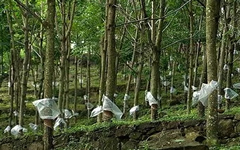 云南對于橡膠樹物候、病蟲害實(shí)時(shí)監(jiān)測中為提高橡膠產(chǎn)量奠定基礎(chǔ)