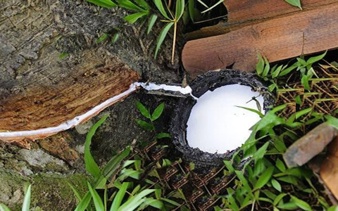 天然乳膠價(jià)格雙降后 三季度或繼續(xù)走弱